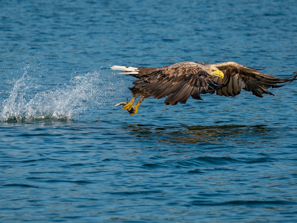 Ein Motiv aus dem Kalender DER SEEADLER Ein Portrait des größten Greifvogels Mitteleuropas