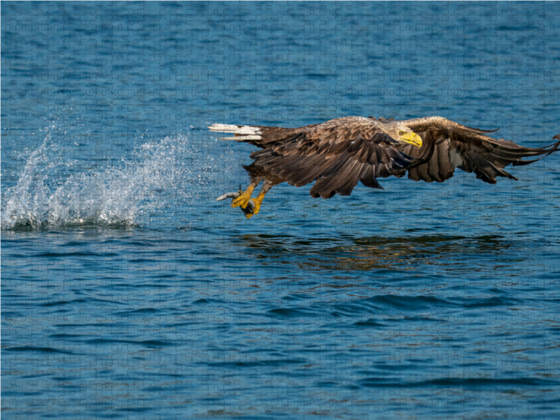 Ein Motiv aus dem Kalender DER SEEADLER Ein Portrait des größten Greifvogels Mitteleuropas