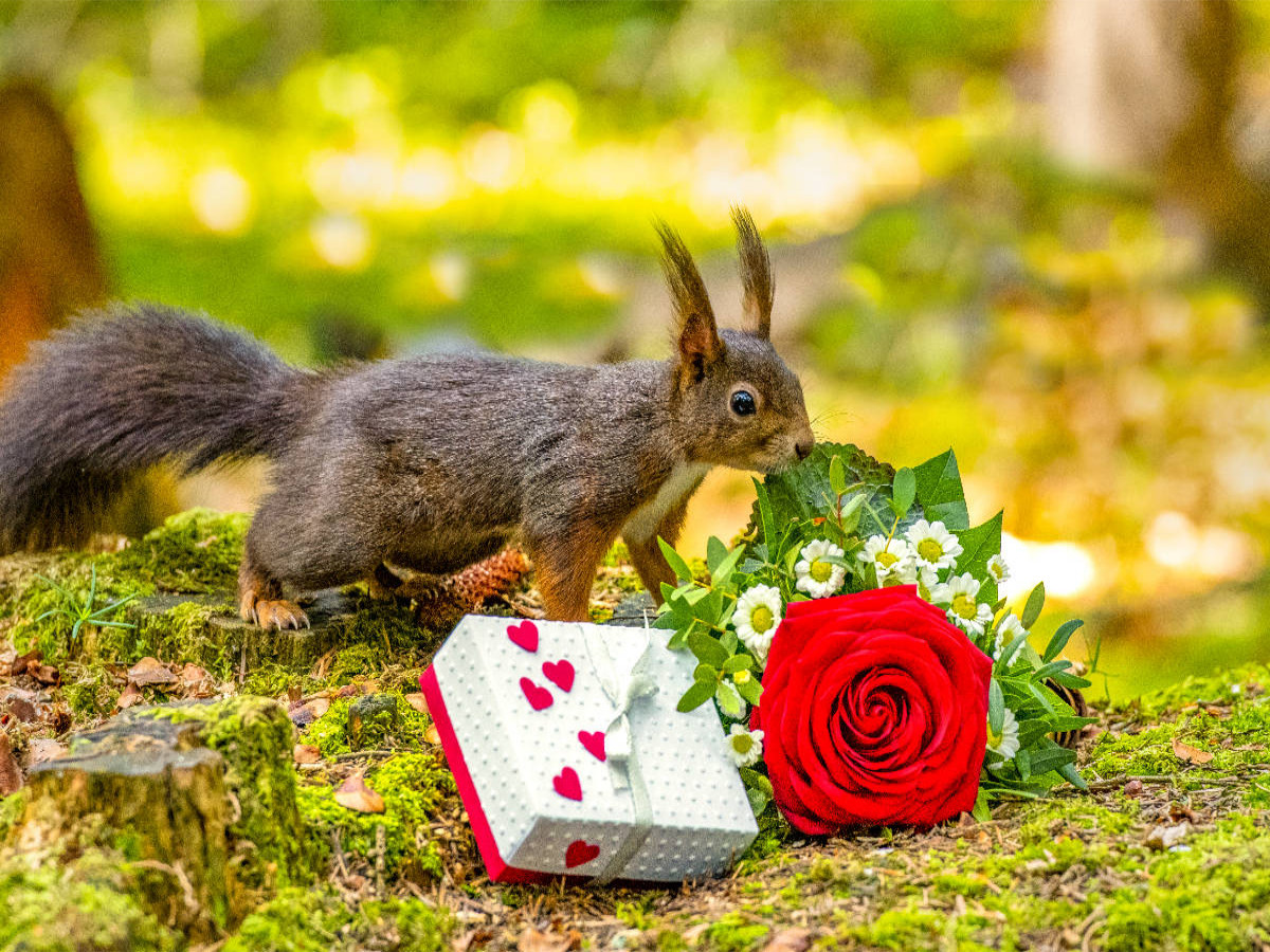 Das Eichhörnchen wünscht alles Gute!