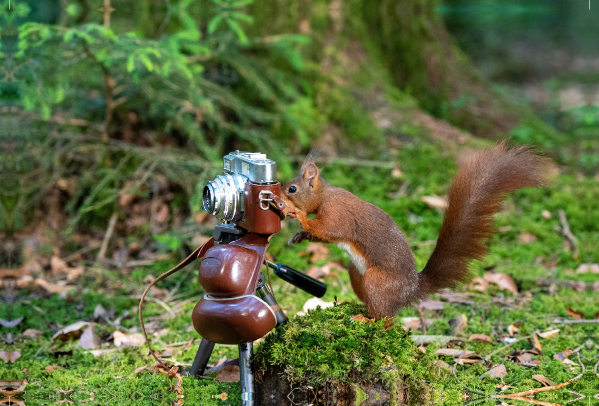 Der Eichhörnchen-Fotograf