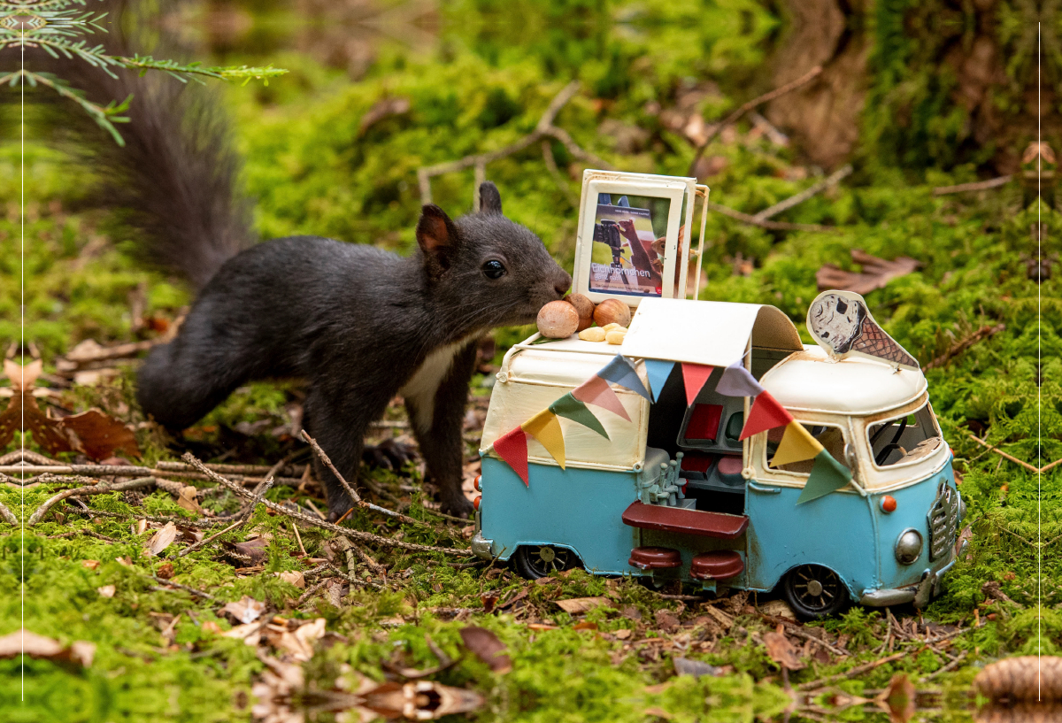 Es gibt Nuss-Eis, liebes Schwarzwald-Eichhörnchen!