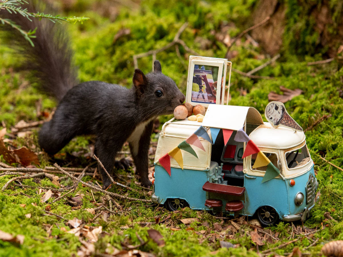Es gibt Nuss-Eis, liebes Schwarzwald-Eichhörnchen!