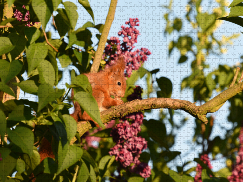 Fliederhörnchen