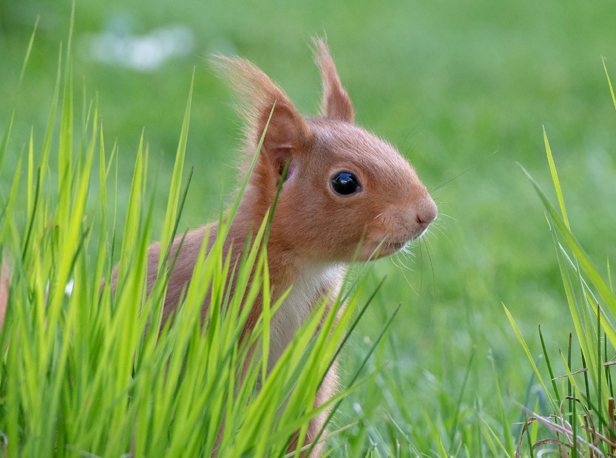 Frühlings-Eichhörnchen im grünen Gras