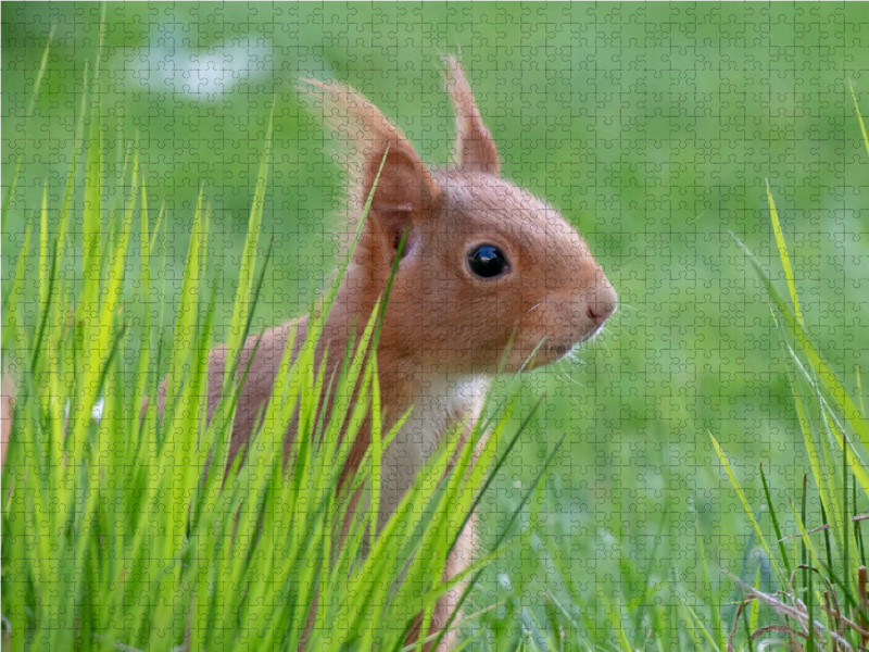 Frühlings-Eichhörnchen im grünen Gras