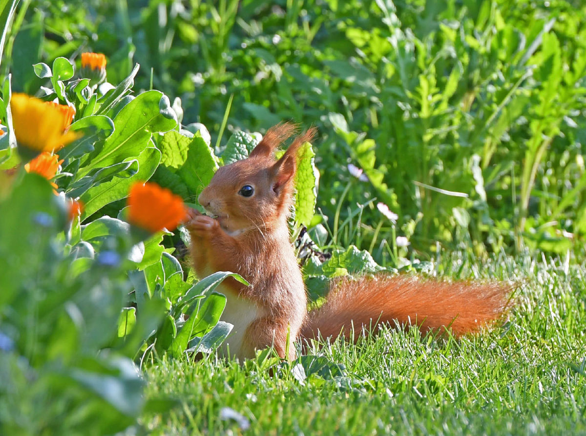 Eichhörnchen-Ringelblumen-Frühstück