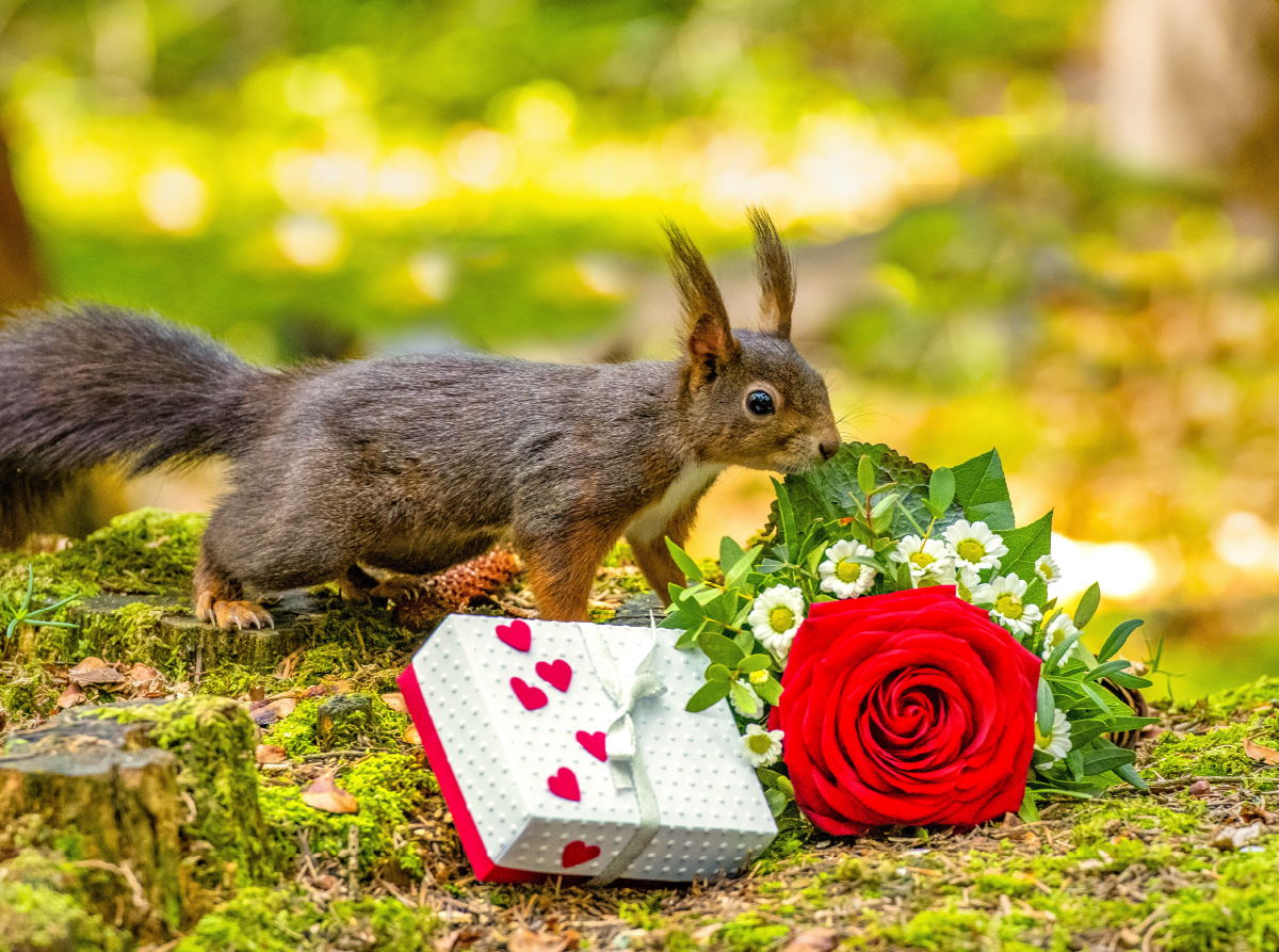 Das Eichhörnchen wünscht alles Gute!