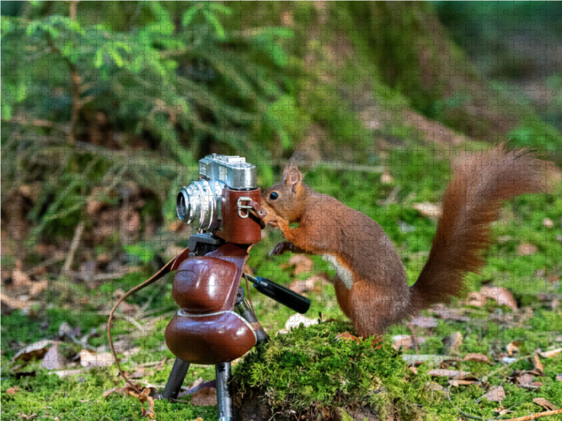 Der Eichhörnchen-Fotograf