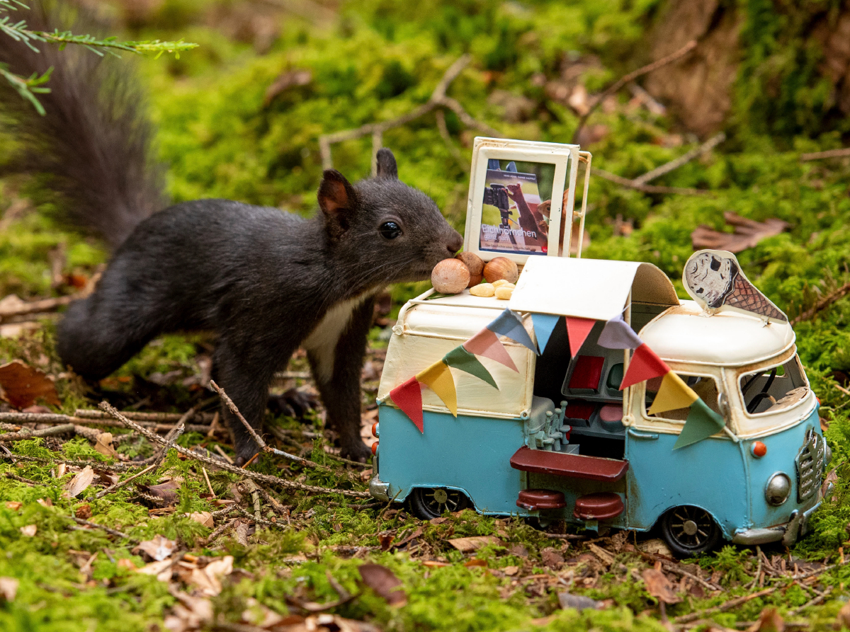 Es gibt Nuss-Eis, liebes Schwarzwald-Eichhörnchen!