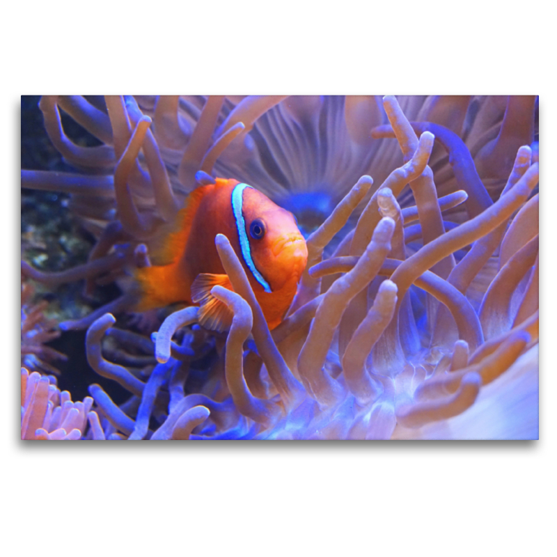 Anemonenfisch