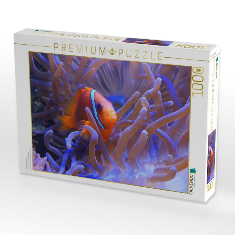 Anemonenfisch