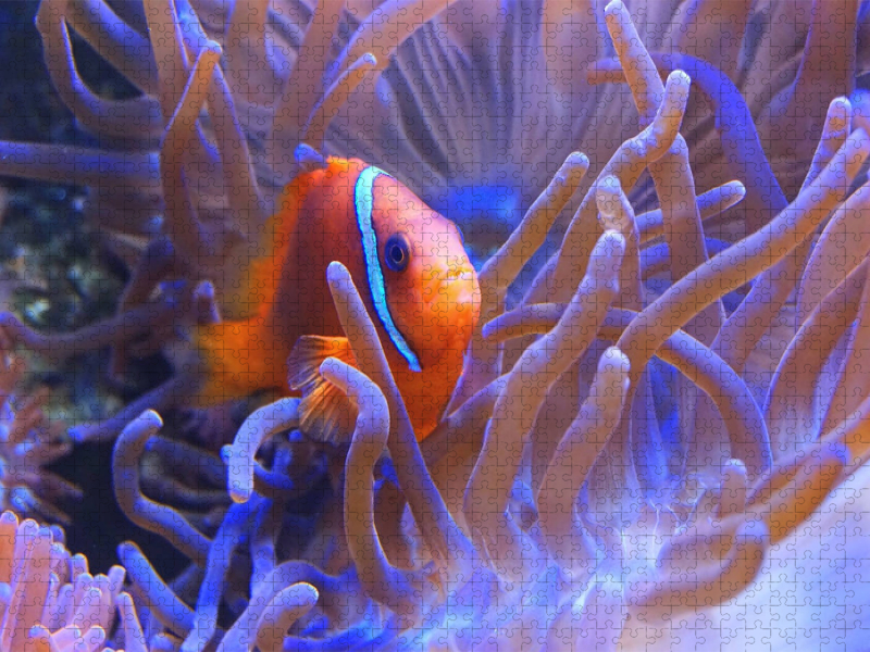 Anemonenfisch