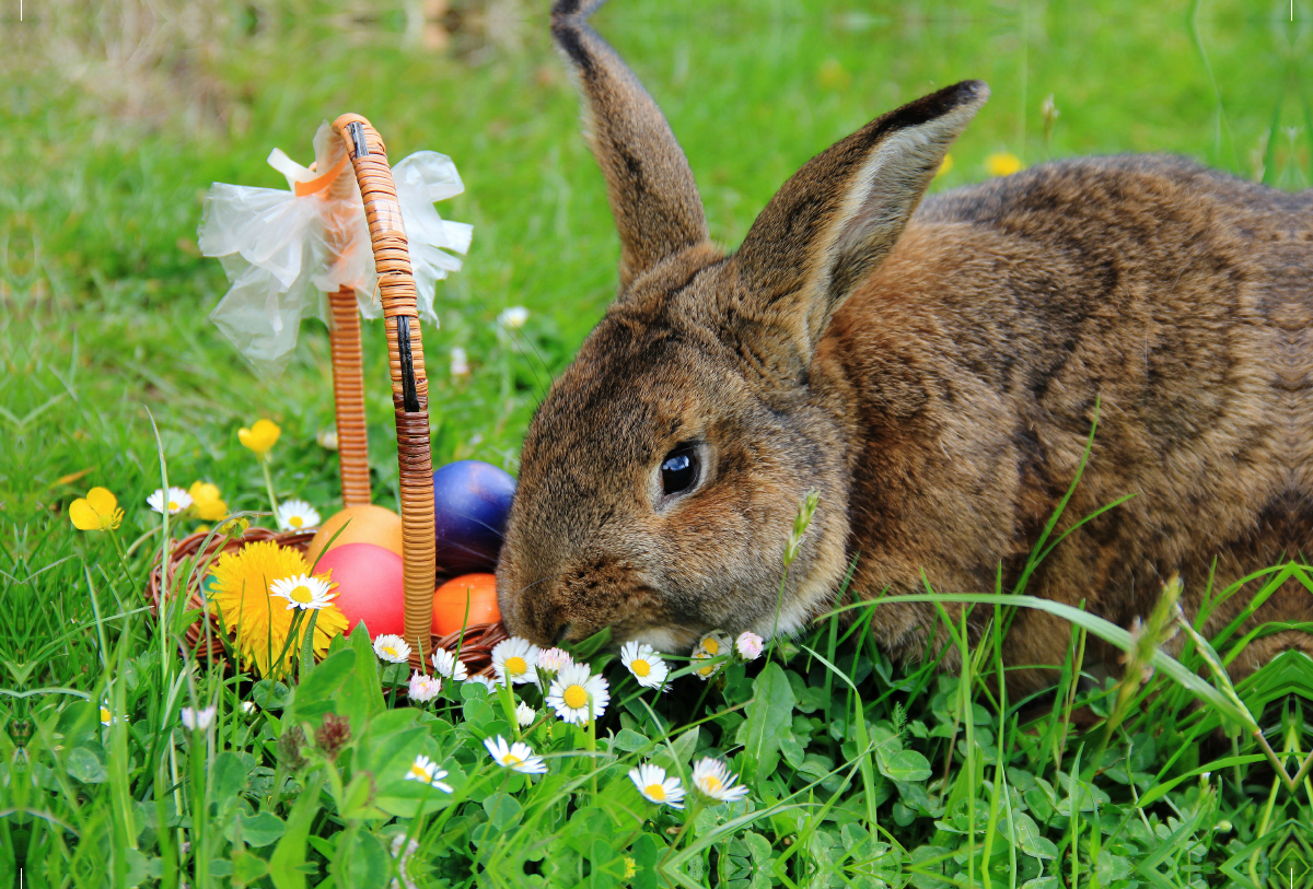 Osterhase Anton beim Ostereier verstecken