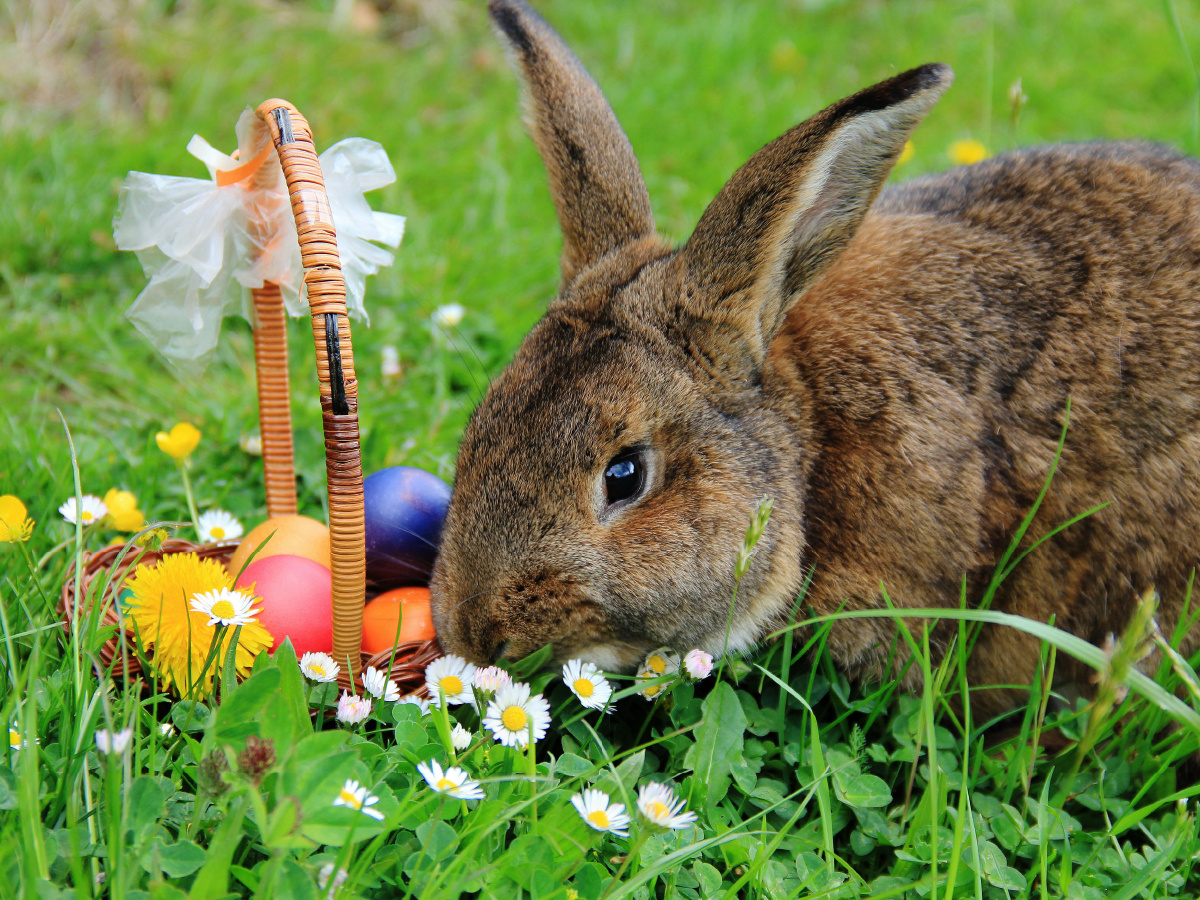 Osterhase Anton beim Ostereier verstecken