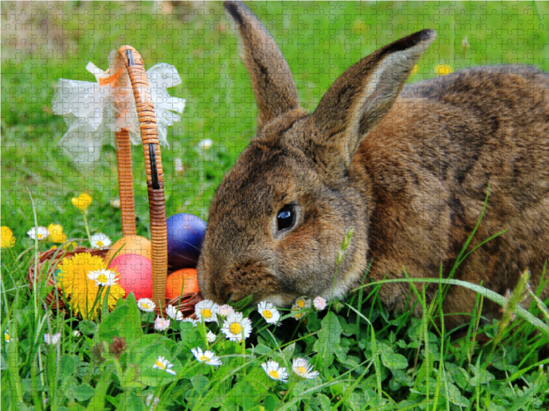 Osterhase Anton beim Ostereier verstecken