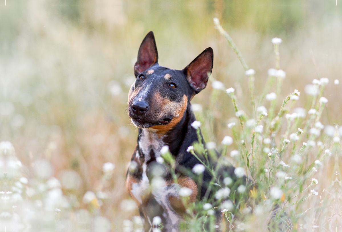 Bullterrier sitzt in Sommerblümchen