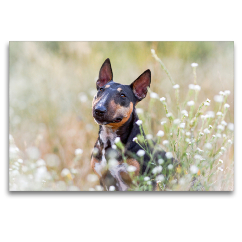 Bullterrier sitzt in Sommerblümchen