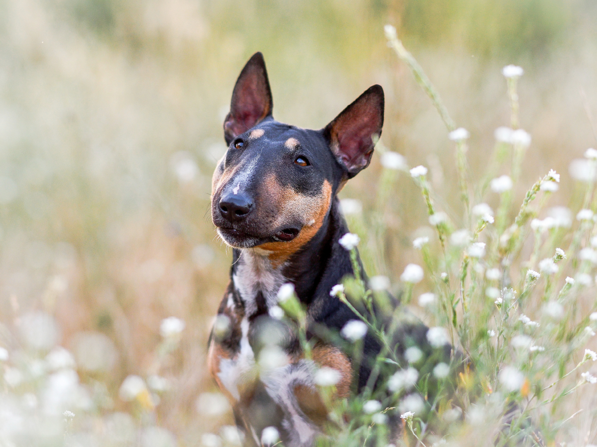 Bullterrier sitzt in Sommerblümchen