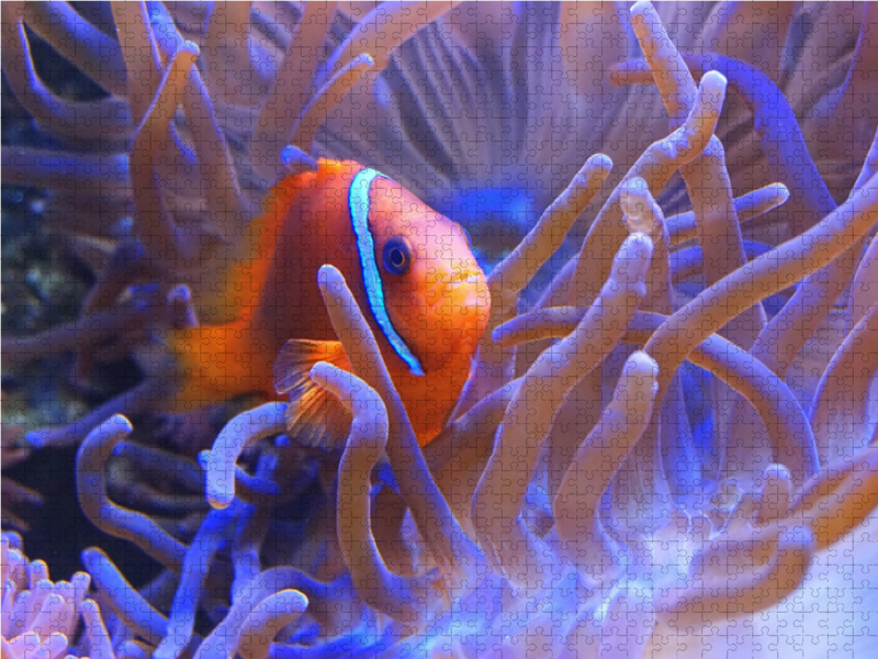 Anemonenfisch