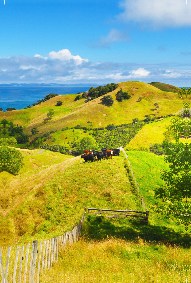 Coromandel