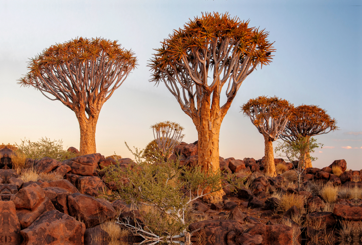 Köcher Bäume, Keetmanshoop