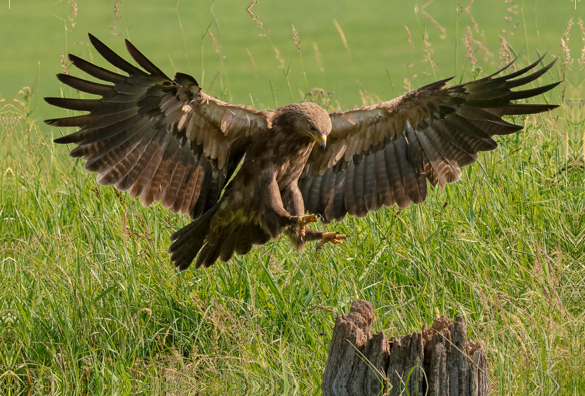 Ein Motiv aus dem Kalender Heimische GREIFVÖGEL Adler Milan Bussard Weihe Sperber