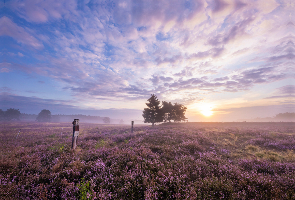 Mehlinger Heide