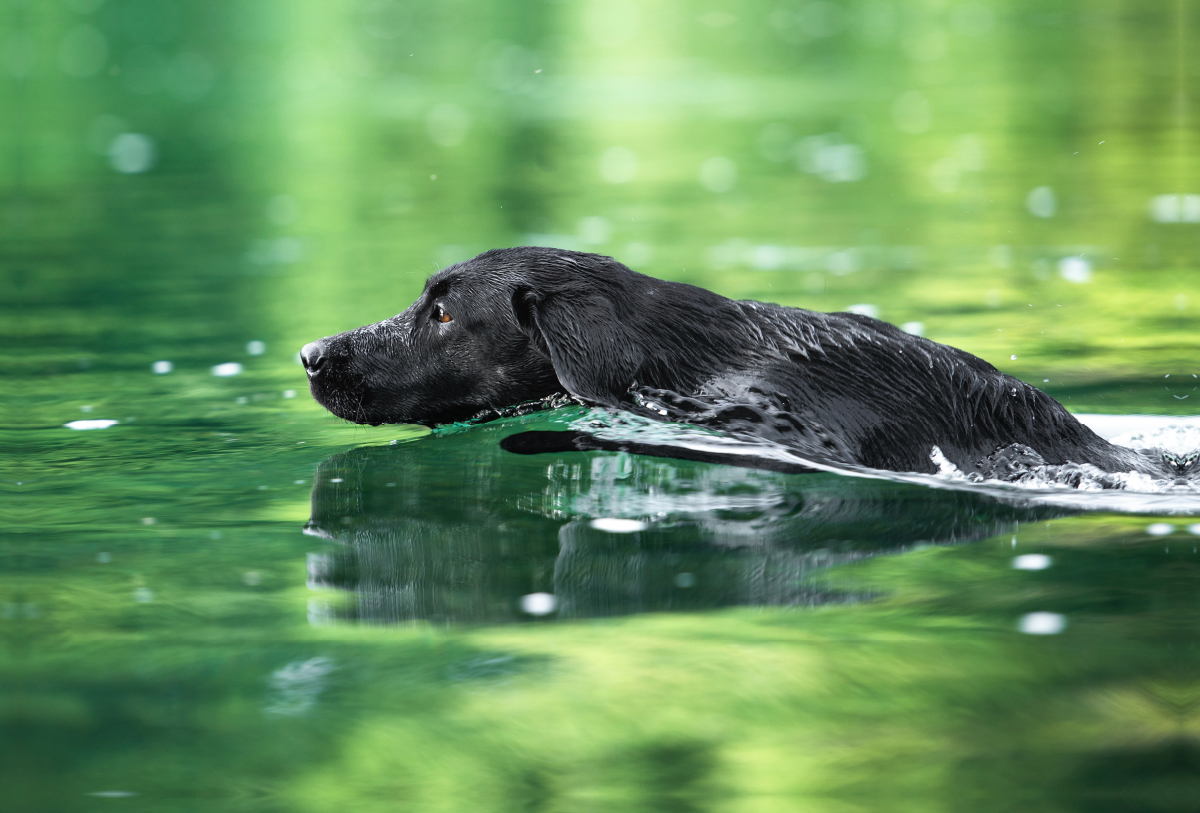 Schwarzer Labrador schwimmt im Wasser