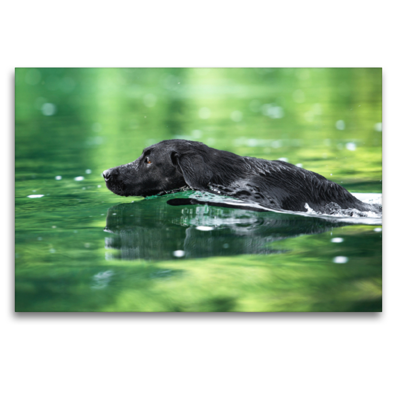 Schwarzer Labrador schwimmt im Wasser