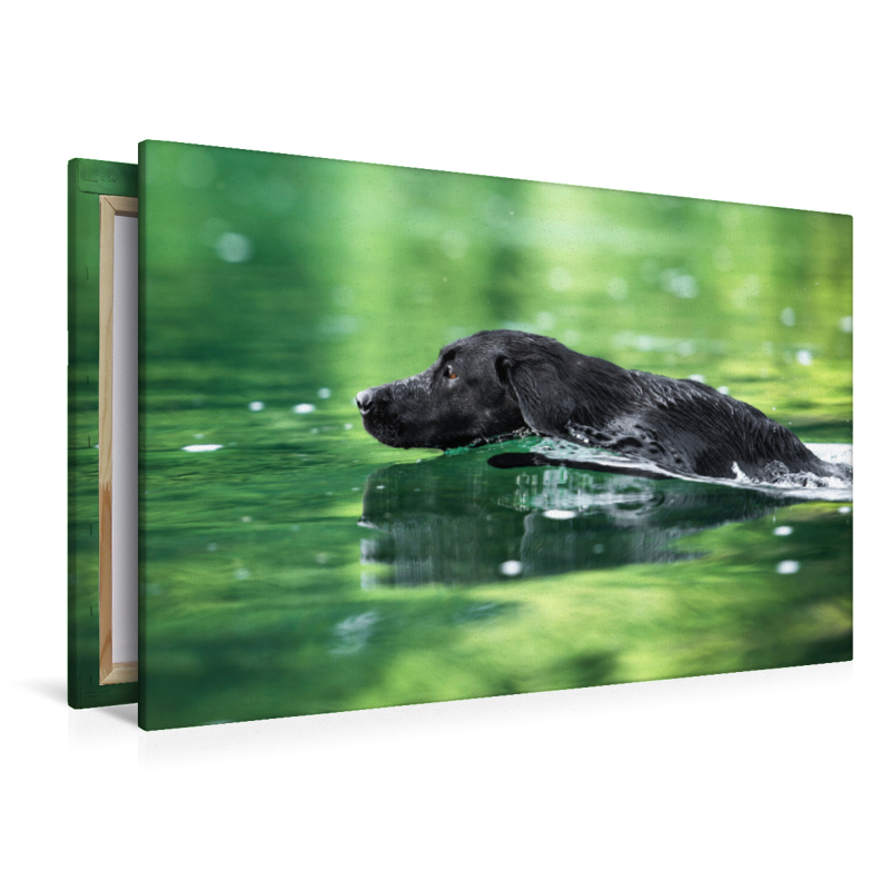 Schwarzer Labrador schwimmt im Wasser