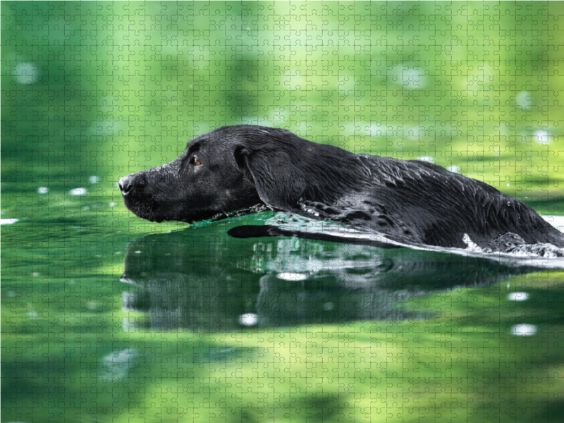 Schwarzer Labrador schwimmt im Wasser