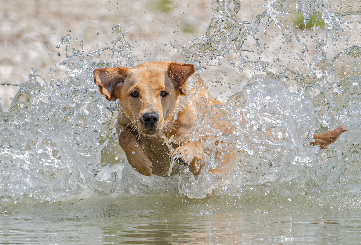 Gelber Labrador Action am Wasser