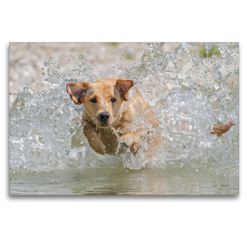 Gelber Labrador Action am Wasser