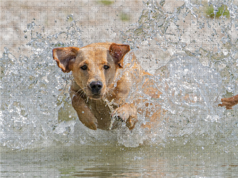 Gelber Labrador Action am Wasser