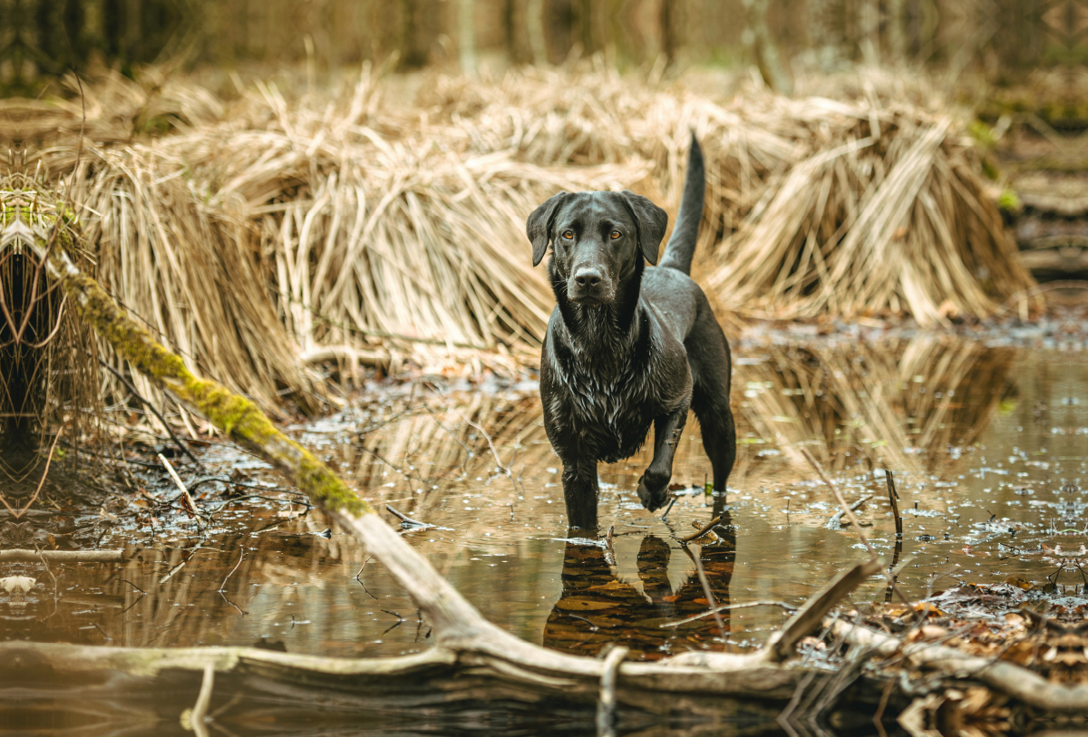 Schwarzer Labrador seht im Wasser im Schilf