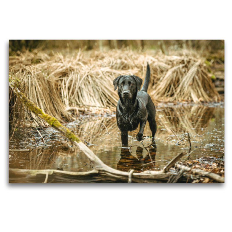 Schwarzer Labrador seht im Wasser im Schilf