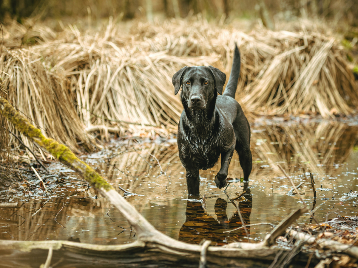 Schwarzer Labrador seht im Wasser im Schilf