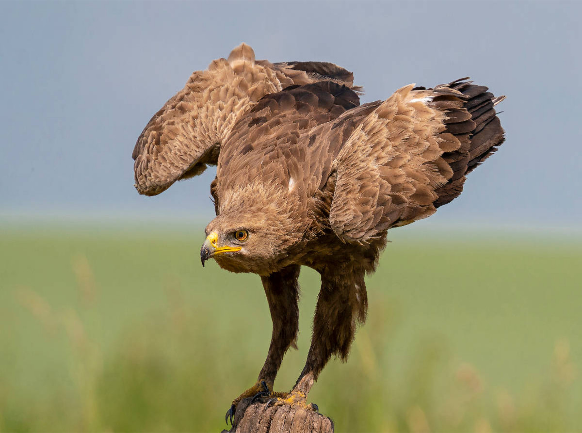 SCHREIADLER (Clanga pomarina) adult