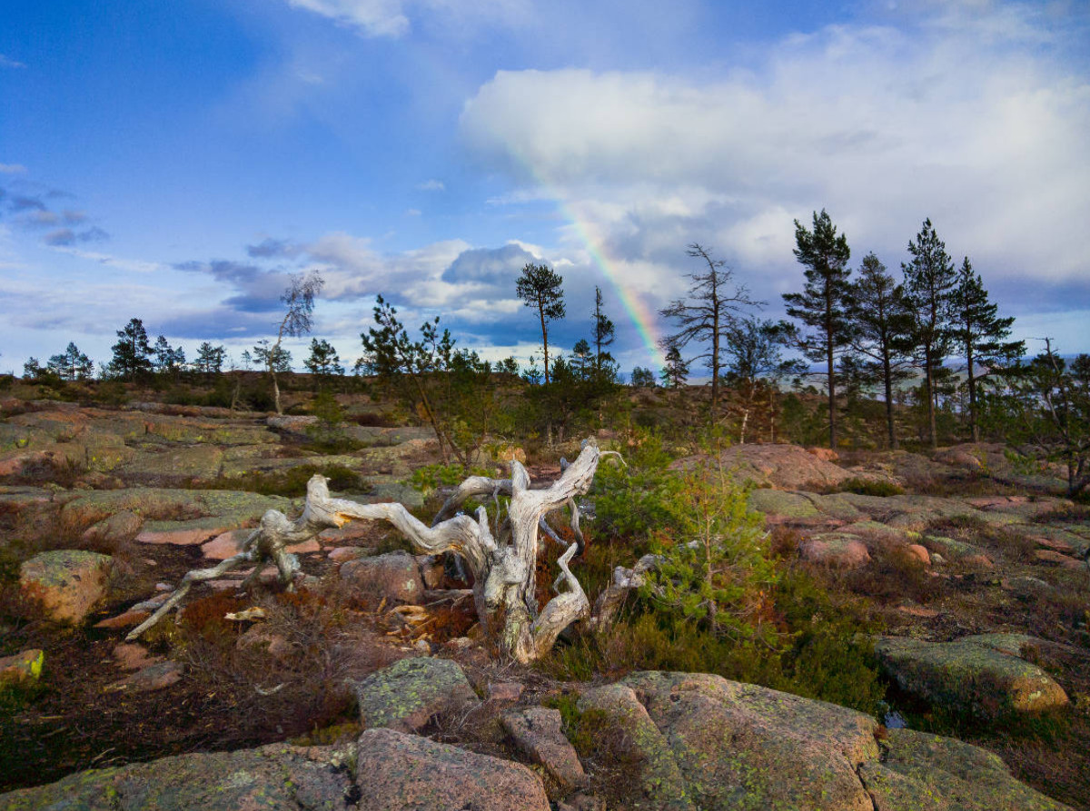 Schweden - Skuleskogen NP.