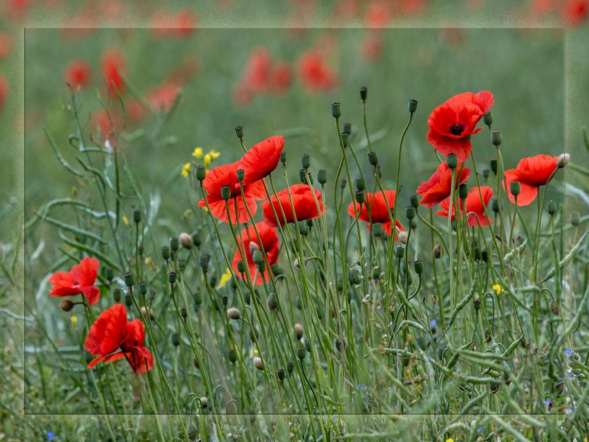 Mohnblumen – Pure Faszination in Rot