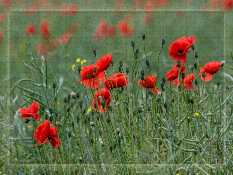 Mohnblumen – Pure Faszination in Rot