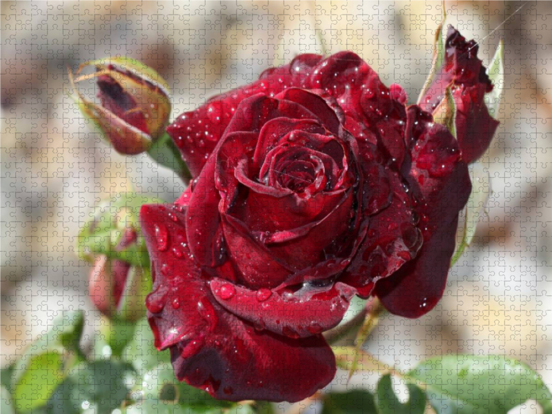 Zauberhafte Rosen