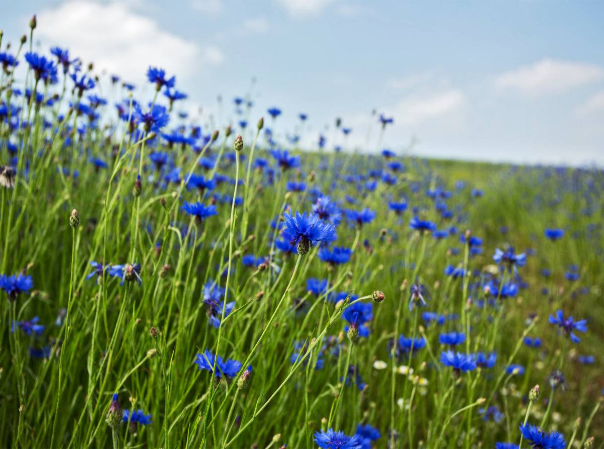 Kornblumen -  Faszination in Blau