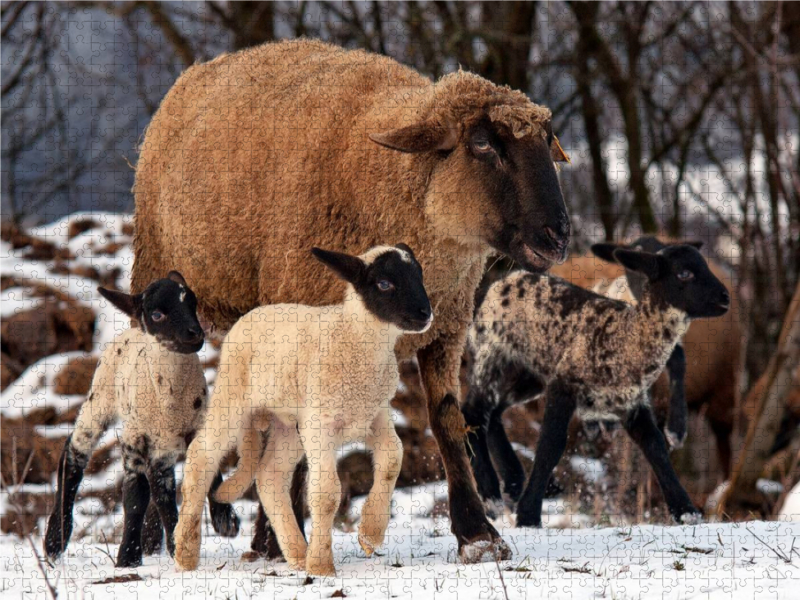 Kinderstube im Schnee