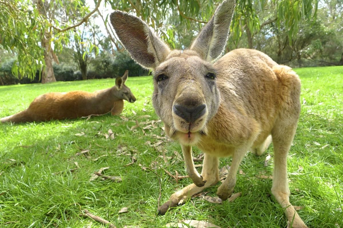 Känguru