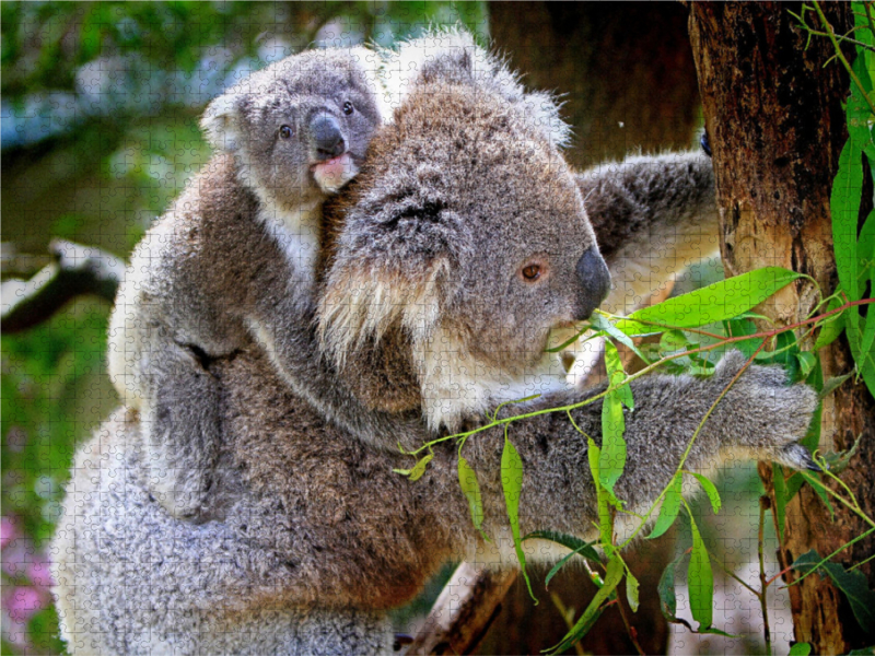 Koalabär mit Baby