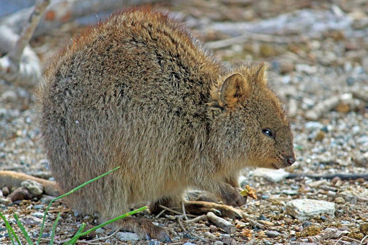 Quokka