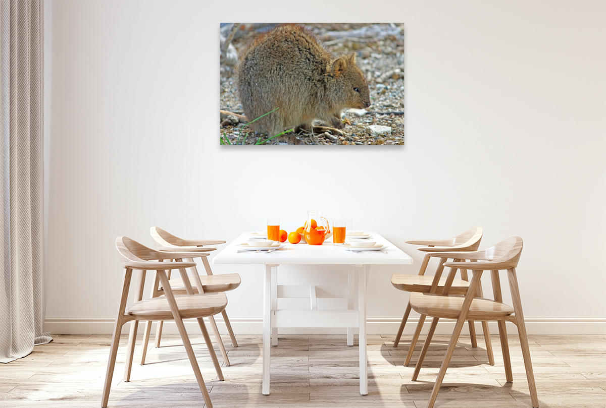 Quokka