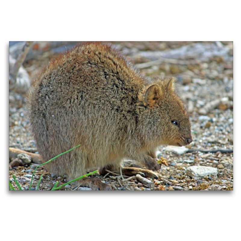 Quokka