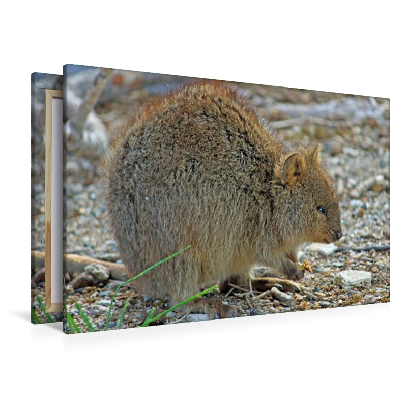 Quokka